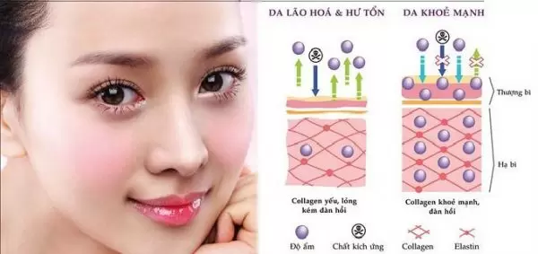 collagen youtheory type123