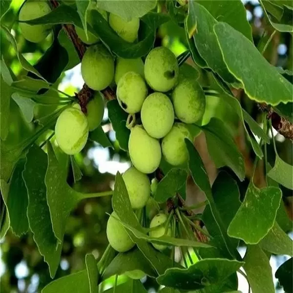 Ginkgo biloba puritans pride được chiết xuất từ cây bạch quả có tác dụng dưỡng não cực tốt