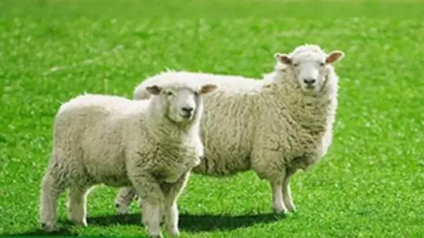 Nhau thai cừu là bộ phần được hình thành trong giai đoạn đầu mang thai ở cừu