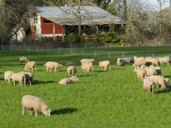 Nhau thai cừu là nguyên liệu làm đẹp có tác dụng đặc biệt trong việc loại bỏ nám và vết thâm