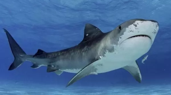 Thành phần chính trong sụn cá mập là chondroitin
