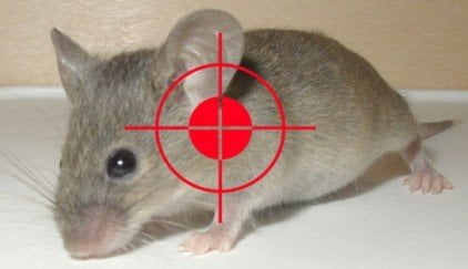 Hiệu quả diệt cả đàn chuột