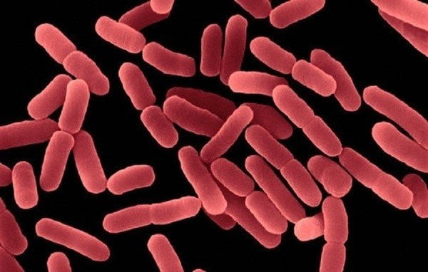 Bacillus subtilis là lợi khuẩn được sử dụng trong nhiều loại men vi sinh