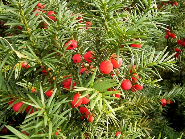 Hợp chất Phenol được tìm thấy trong cây thông đỏ mang lại nhiều lợi ích cho sức khỏe